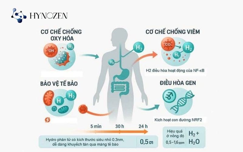 Cơ chế hoạt động của nước hydro