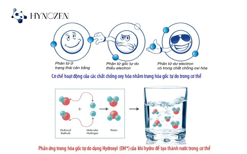 Cơ chế hoạt động của Hydrogen phân tử ở cấp độ tế bào