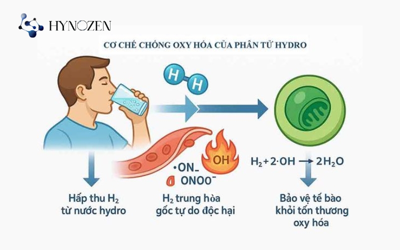 Nước giàu hydro giúp giảm stress oxy hóa