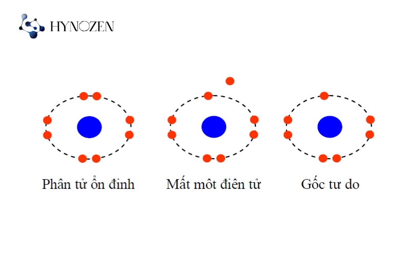 Gốc tự do là gì?
