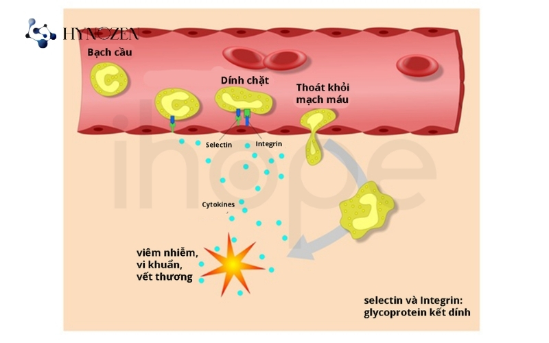 Cách hệ thống miễn dịch khởi phát phản ứng viêm